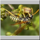 Tenthredo scrophulariae - Braunwurz-Blattwespe 08.jpg